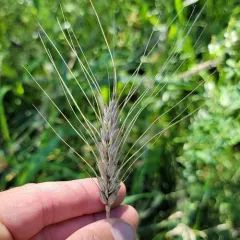 Bread Wheat thumbnail 3