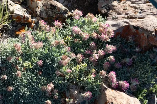 Intermountain Clover