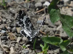 White-banded Black Moth thumbnail 2