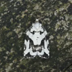 Boldly-marked Archips Moth thumbnail 2