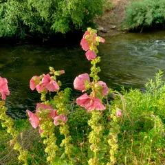 Hollyhock thumbnail 2
