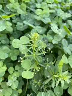 False Cleavers thumbnail 3