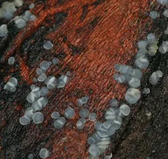 common grey disco thumbnail 3