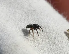 Paradamoetas fontanus thumbnail 2
