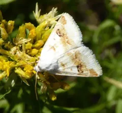 Rabbitbush Flower Moth thumbnail 2