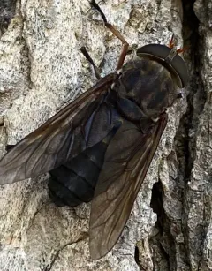 Devoted Horse Fly thumbnail 4