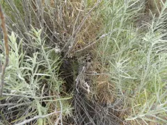 Rhopalomyia chrysothamni thumbnail 4