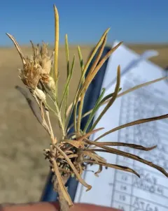 Branched False Goldenweed thumbnail 4