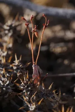 Saltwort Buckwheat thumbnail 2