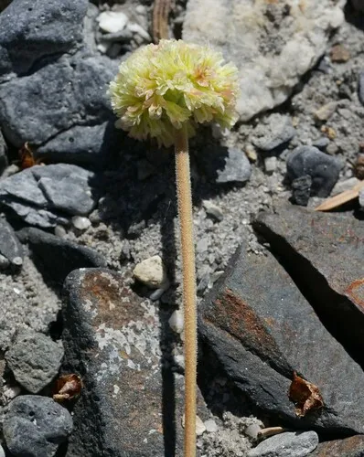 Cliff Buckwheat