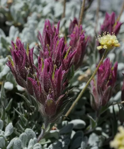 Purple Alpine Paintbrush