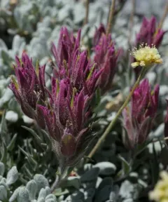 Purple Alpine Paintbrush thumbnail 1