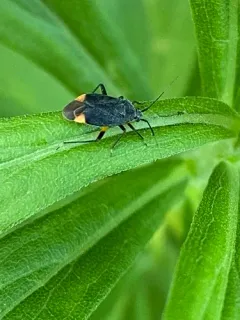 Polymerus venaticus thumbnail 2