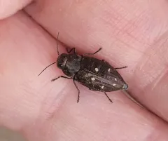 Drummond's Flathead Fir Borer thumbnail 3