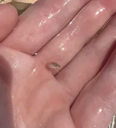 Atlantic Sand Crab thumbnail 4