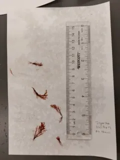 Polysiphonia pacifica thumbnail 2