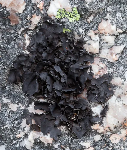 Petalled Rocktripe Lichen