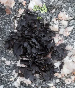 Petalled Rocktripe Lichen thumbnail 1