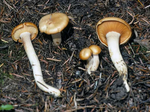 Hygrophorus karstenii