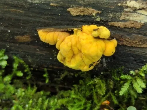 Thuemenella cubispora