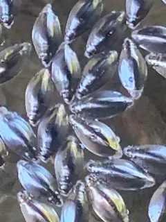 Dineutus discolor thumbnail 4