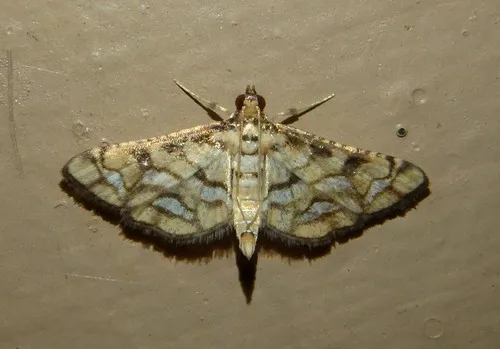Magician Moth