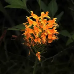 orange-fringed orchid thumbnail 3