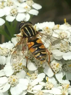 Yellow-legged Marsh Fly thumbnail 2