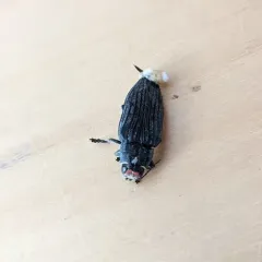 Pink-faced jewel beetle thumbnail 3