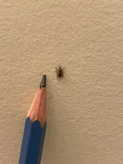 Pachytychius haematocephalus thumbnail 2