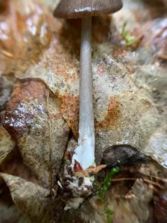 Entoloma fuscosquamosum thumbnail 3