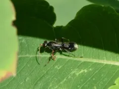 Deuteragenia caliptera thumbnail 3