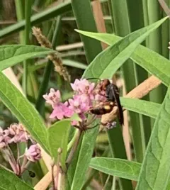 Cerceris bicornuta thumbnail 1