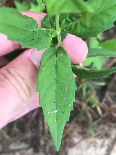clasping water horehound