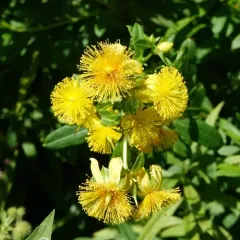 shrubby St. John's-wort thumbnail 2