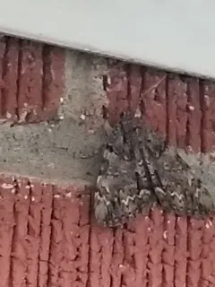 Tearful Underwing thumbnail 1