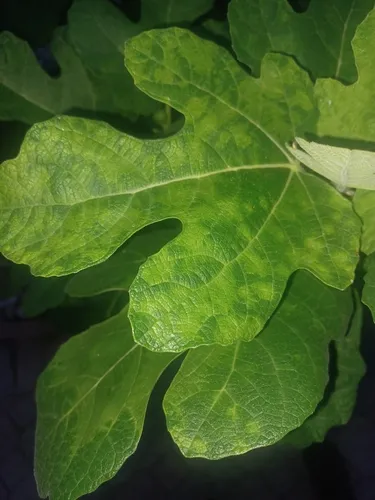 fig mosaic emaravirus