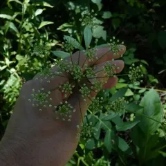 stiff cowbane thumbnail 4