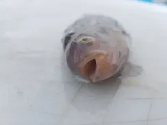 Prowfish thumbnail 3