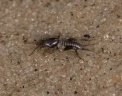 Northern Mole Cricket thumbnail 2