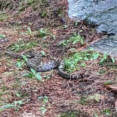Eastern Massasauga thumbnail 3