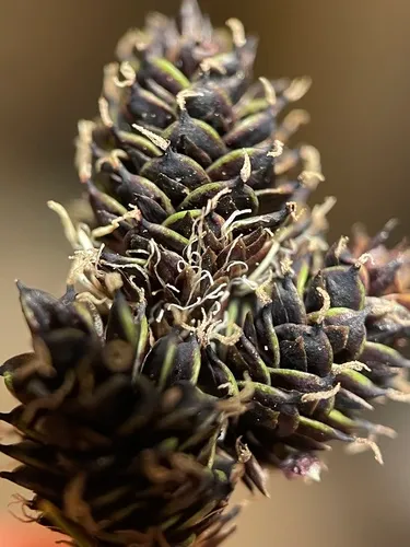 Duskyseed Sedge