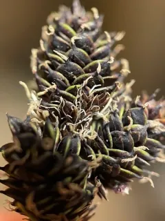 Duskyseed Sedge thumbnail 1