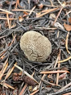 Small-warted Mountain Puffball thumbnail 4