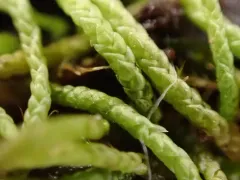Small Mousetail Moss thumbnail 2