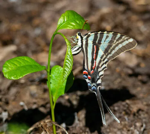 Zebra Swallowtail