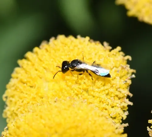 Spilomena alboclypeata