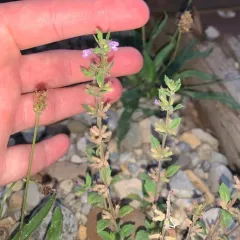 basil-thyme thumbnail 4