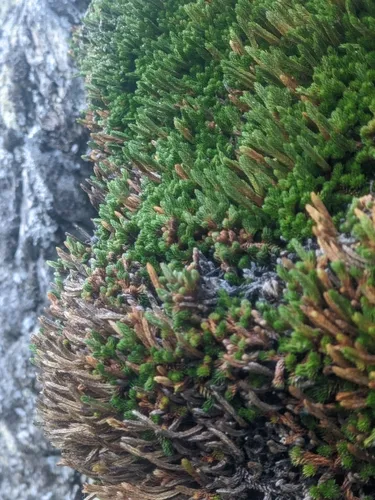 Watson's spikemoss