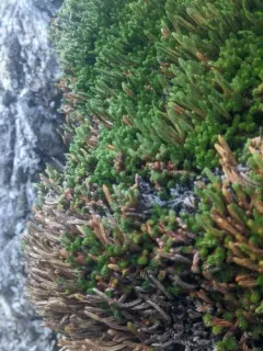 Watson's spikemoss thumbnail 1